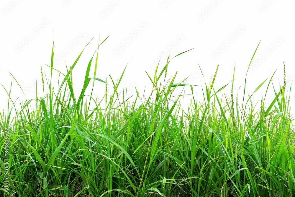 expansive field of verdant green grass contrasting against a neutral white background expansive field of verdant green grass contrasting against a neutral white background