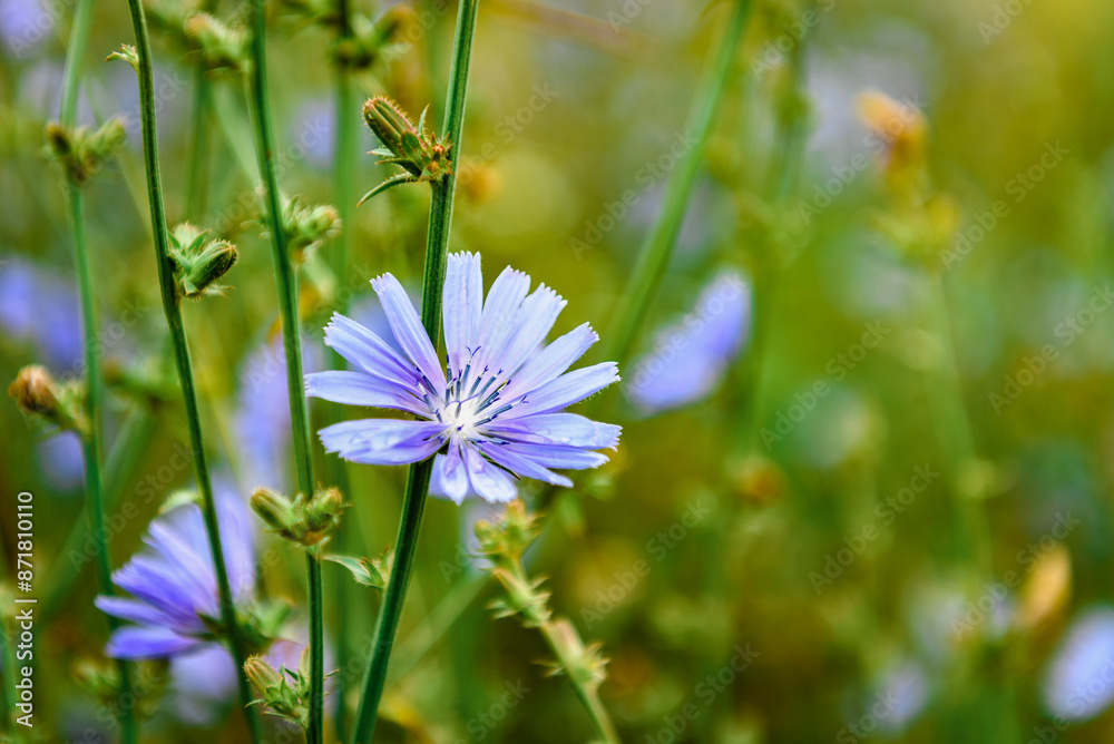 Growing chicory flower on a meadow background. Growing chicory flower on a meadow background.