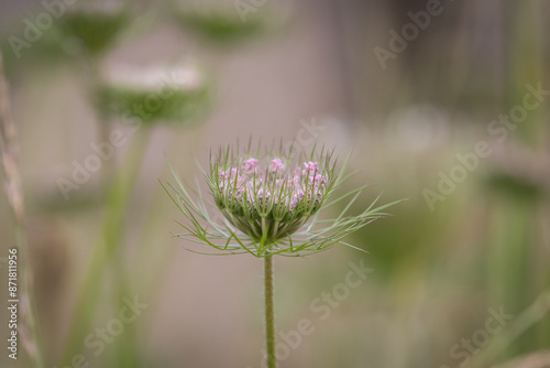 A close up of a Queen Anne's Lace inflorescence in summertime