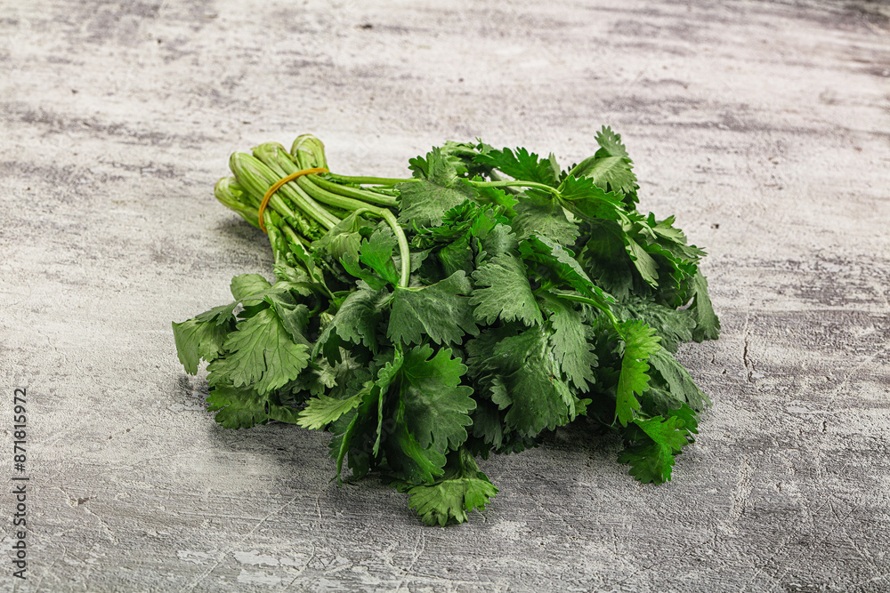 Fresh green cilantro branches heap Fresh green cilantro branches heap