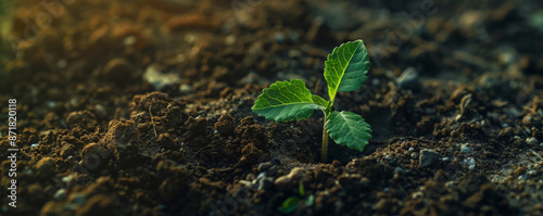 A tiny plant breaking through the soil surface, with its first leaves unfurling. The rich, dark earth provides a stark contrast to the bright green of the seedling, symbolizing hope and renewal.