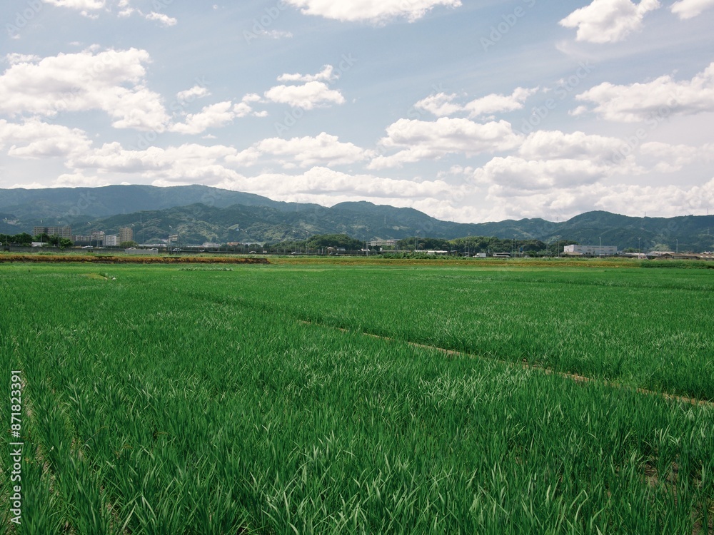 真夏の田園風景