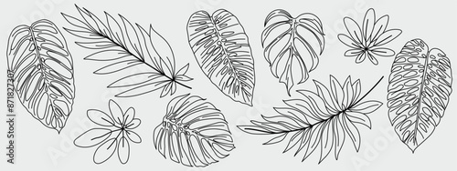 Tropical leaves in doodle style. Hand-drawn black line design vector elements. Exotic summer botanical illustrations. Monster leaves, palm tree, banana leaf.