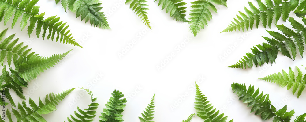 A square frame of delicate fern leaves, isolated on a white background. The intricate details of the fern fronds form an elegant, natural border. A square frame of delicate fern leaves, isolated on a white background. The intricate details of the fern fronds form an elegant, natural border.