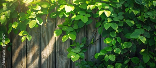 Sunny background featuring a fence covered in vibrant green banyan leaves, ideal for copy space image. photo