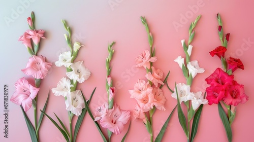 Beautiful gladiolus flowers arranged on a colored background in a flat lay composition © 2rogan