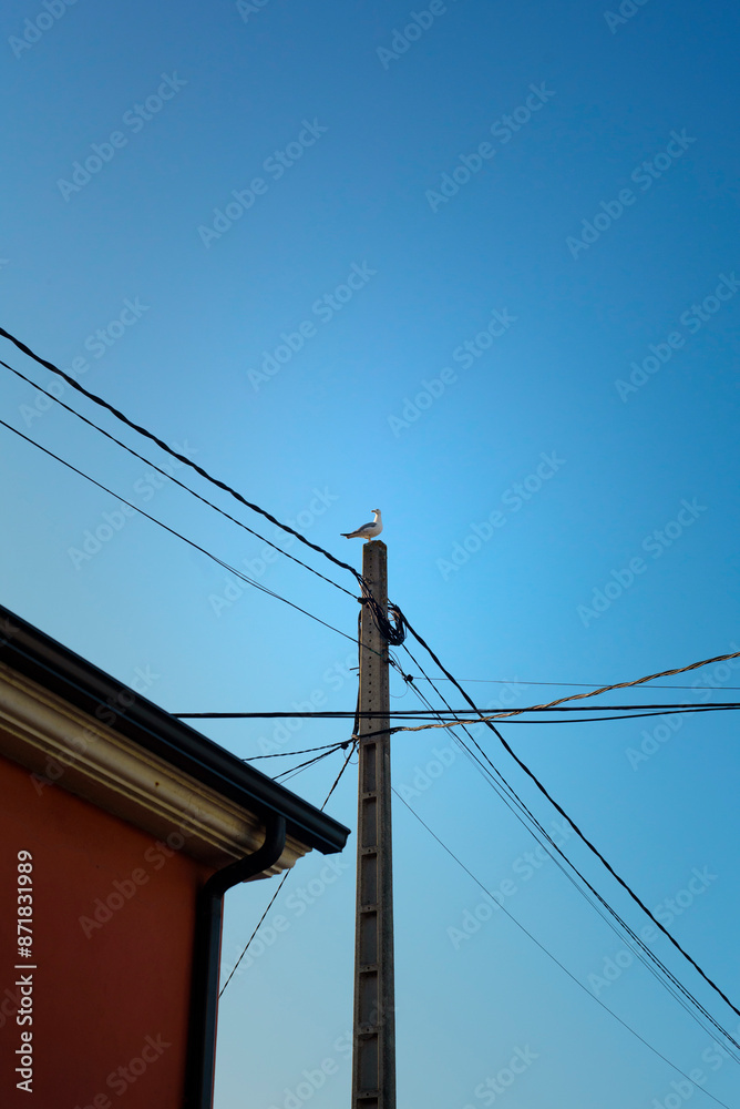 Fototapeta premium Gaviota en lo alto de un poste entre cables