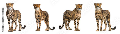 Four cheetahs standing side by side isolated on transparent background, grassland habitat hunting Kenya
