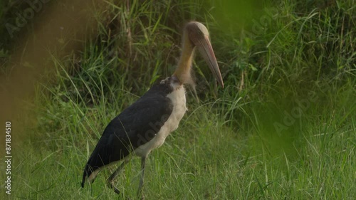 Lesser adjutant  Leptoptilos javanicus is a large wading bird in the stork family Ciconiidae. photo