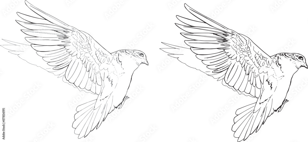 Obraz premium Vector Linear drawing pigeon coloring book clip art design dove bird peace symbol detailed realistic outline Line Art page design realistic wild animal doodle hand drawn graphic postcard wedding