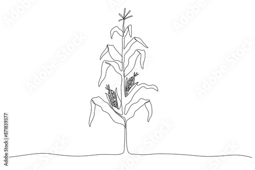 One line corn plant. Hand drawn growing maize. Vector continuous outline isolated illustration
