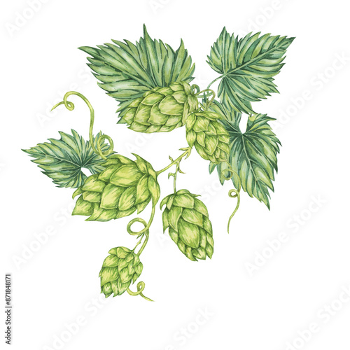 Hop cones and leaves watercolor illustration. Green humulus lupulus vine composition for Oktoberfest, St. Patrick's day celebration, beer label, brewery design. Hops plant clipart for menu, poster