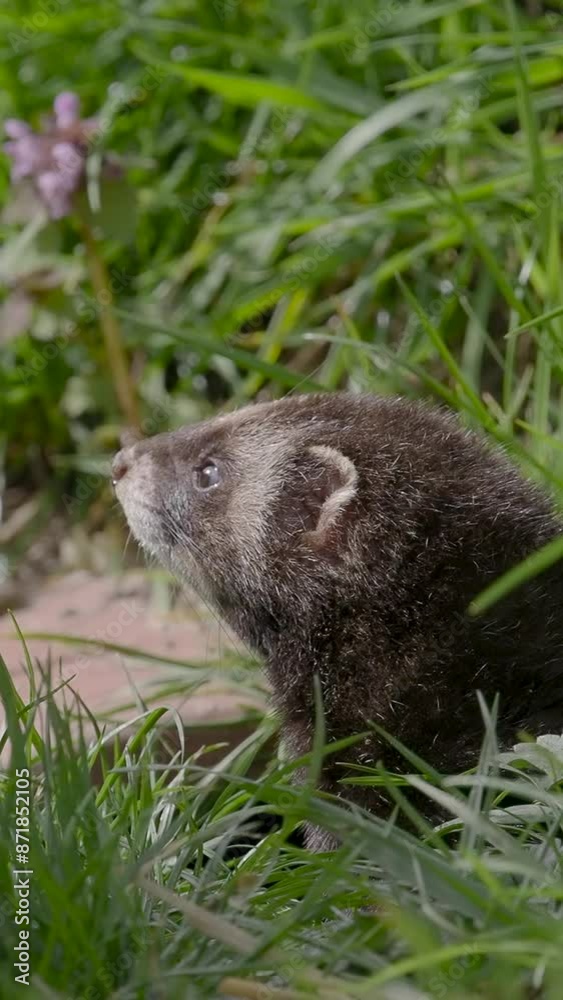 Vertical Video of a Polecat in Slow Motion Vertical Video of a Polecat in Slow Motion