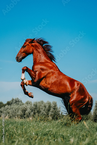 Chestnut red horse rearing in a field against a blue sky