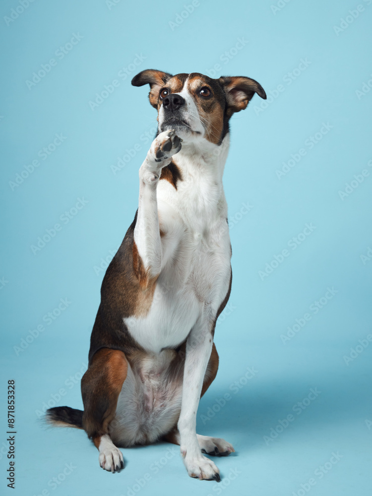 a mixed-breed dog sits elegantly against a tranquil blue background, exuding a sense of calm intelligence a mixed-breed dog sits elegantly against a tranquil blue background, exuding a sense of calm intelligence
