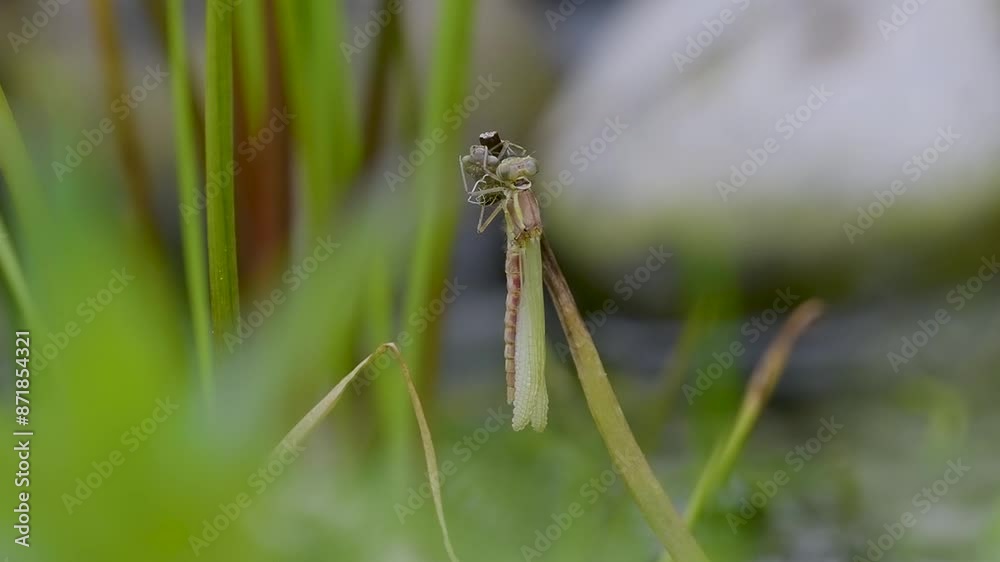 Newly Emerged Large Red Damselfly Newly Emerged Large Red Damselfly