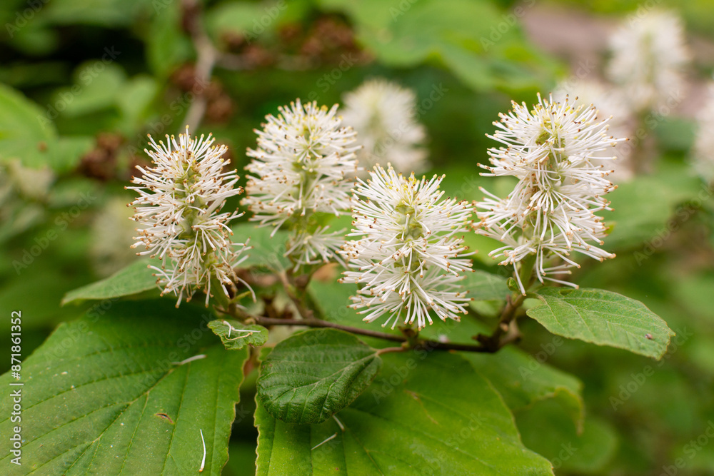 Beautiful bottlebrush flowers of witch alder Beautiful bottlebrush flowers of witch alder