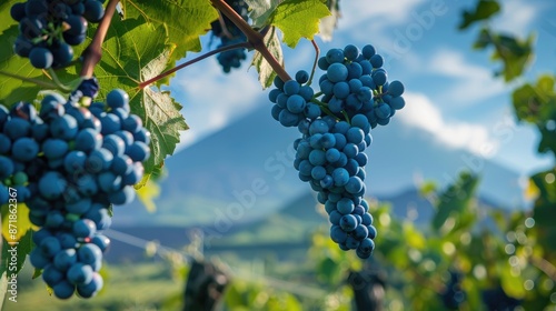 Wallpaper Mural Grapes on vine in wine yard with volcano backdrop Torontodigital.ca