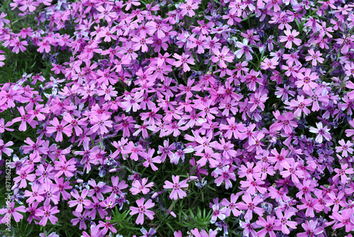 ground cover plant pink - phlox subulata