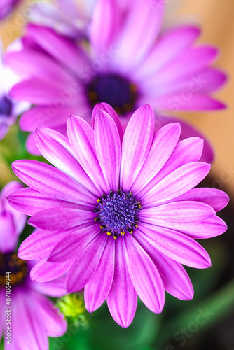 Vibrant beautiful purple daisies