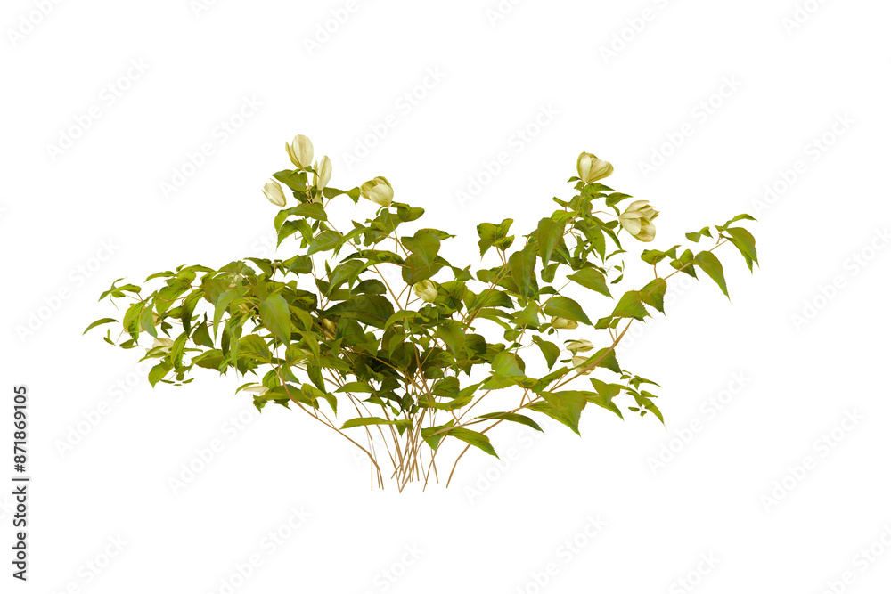 Isolated tree the collection of green trees Isolated tree the collection of green trees