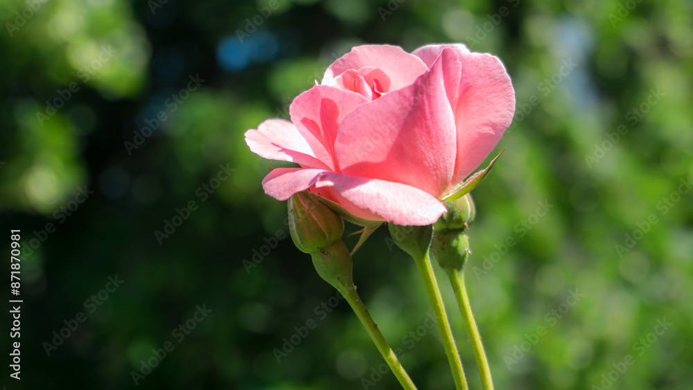 pink rose on branch