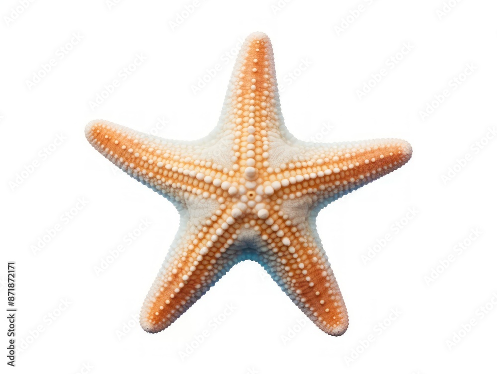 Orange and White Starfish Isolated on White Orange and White Starfish Isolated on White