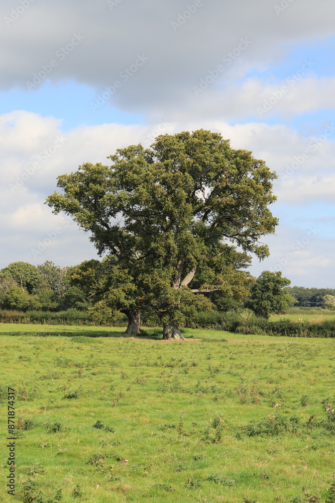 Oak trees in the summertime meadow Oak trees in the summertime meadow