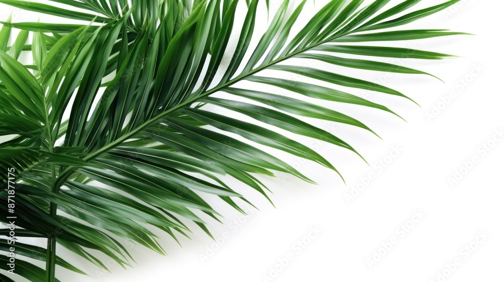 palm with green leaves on white background palm with green leaves on white background
