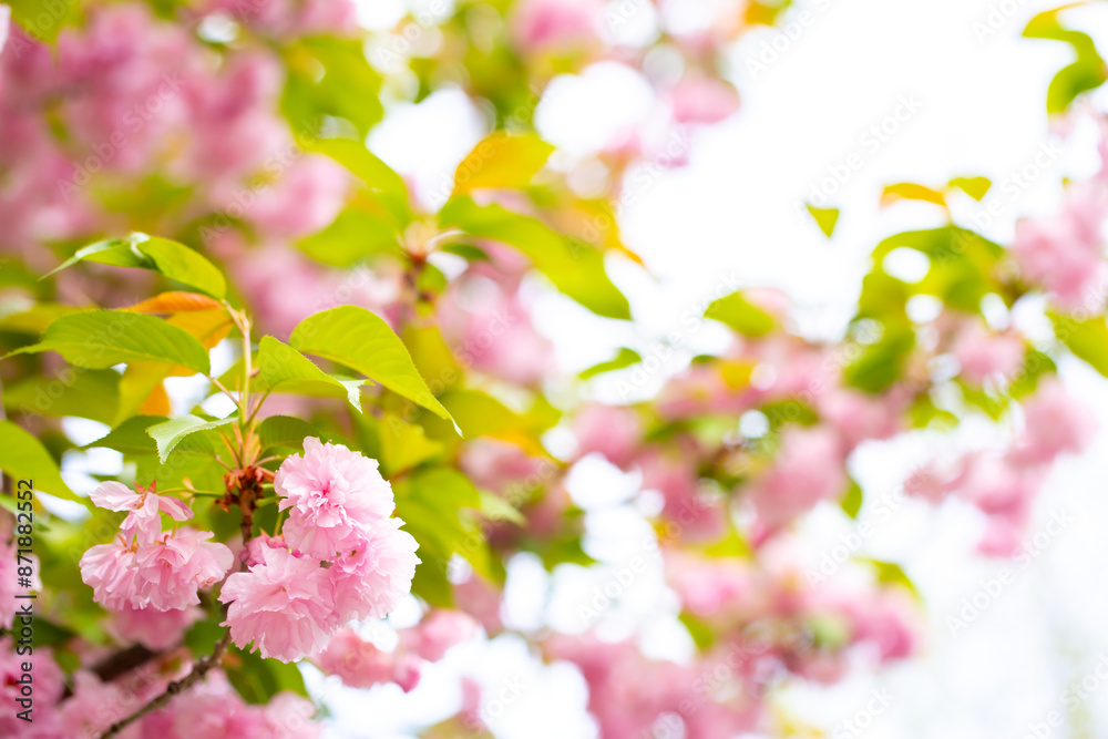 Obraz premium Sakura. Cherry blossom, branches with flowers sway in the wind. Pink flowers of the sakura tree. Spring landscape with flowering trees. Beautiful nature on a sunny day.