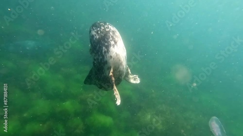 Atlantic Grey Seal diving undersea off the coast off Lundy Island in North Devon, UK. With no predators these seals are very confiding