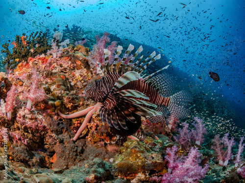 Lion Fish with Soft Coral at Andaman Sea, Richelieu