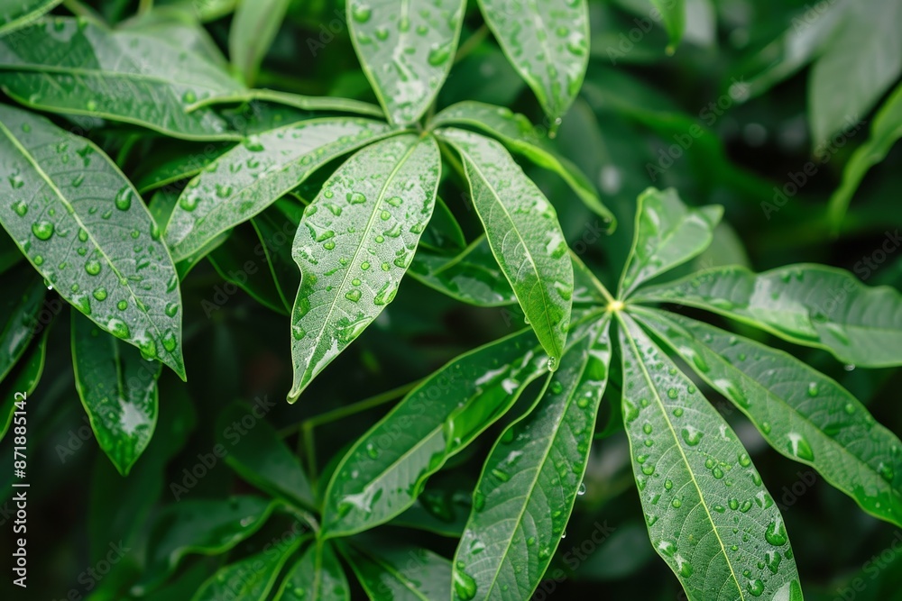 Dewy cassava leaves in garden Dewy cassava leaves in garden