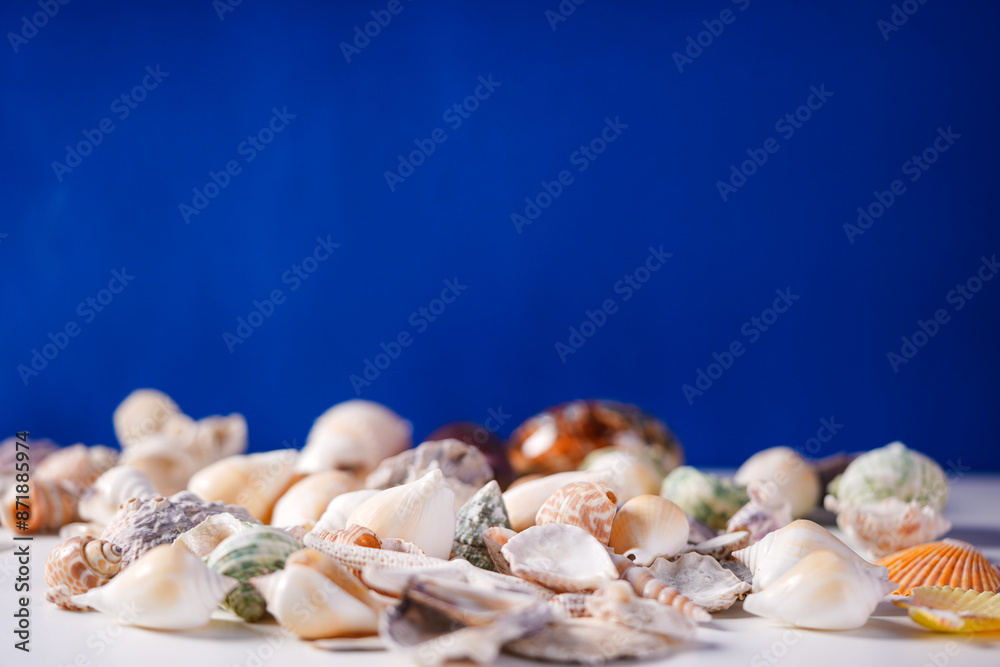 Obraz premium Sea shells