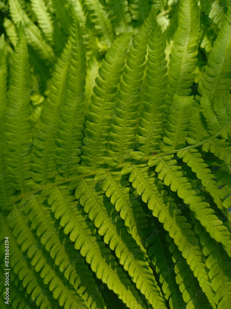 background fern leaves close up, macro photo, green wallpaper texture summer colorful, plant ecology background fern leaves close up, macro photo, green wallpaper texture summer colorful, plant ecology