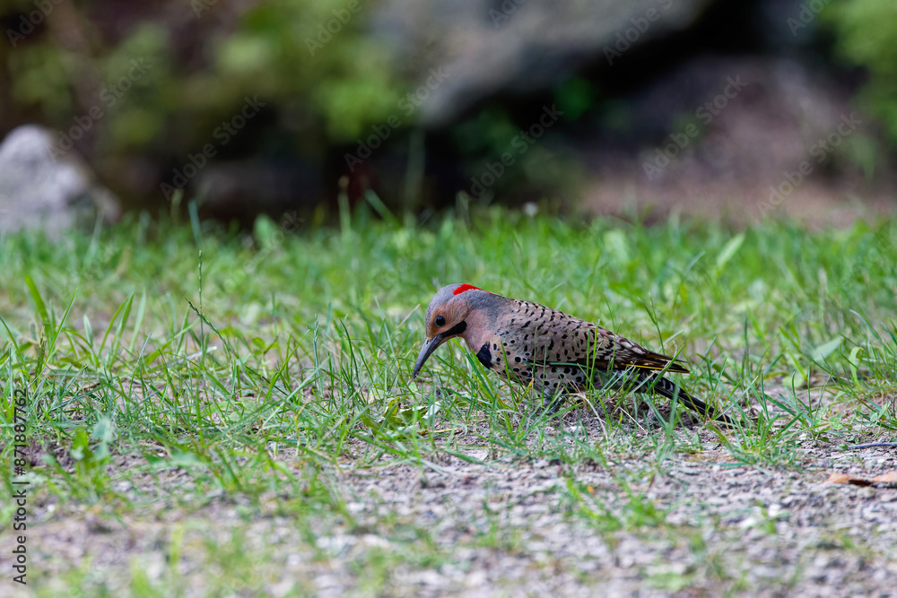 Obraz premium The northern flicker (Colaptes auratus) collect food in the meadow