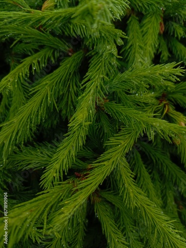 background leaves with drops of water pine needles spruce tree decorative macro photo, green wallpaper texture summer colorful