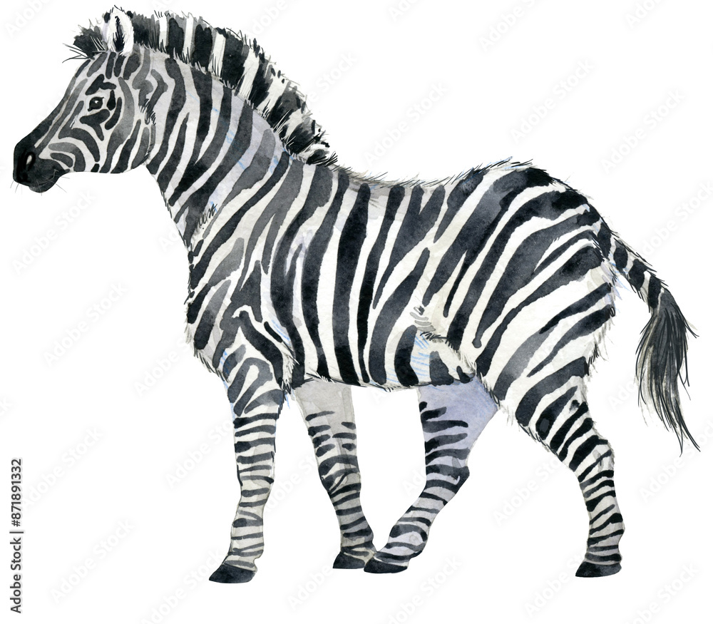 Obraz premium Zebra wildlife animals watercolor illustration