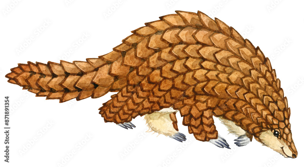 Obraz premium Watercolor Pangolin illustration on white. African animal series