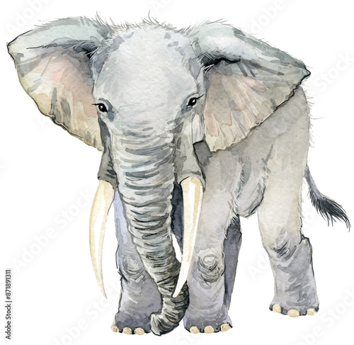 Canvas Print watercolor Elephant illustration isolated on white