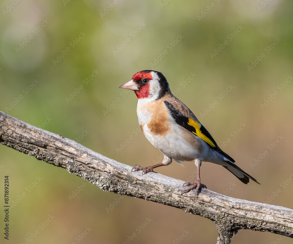 European goldfinch, Carduelis carduelis. A bird sitting on a branch on a beautiful flat background European goldfinch, Carduelis carduelis. A bird sitting on a branch on a beautiful flat background
