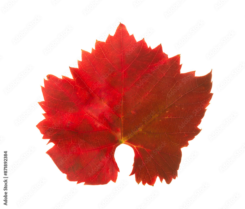 Old autumn Grape leaf isolated on white background