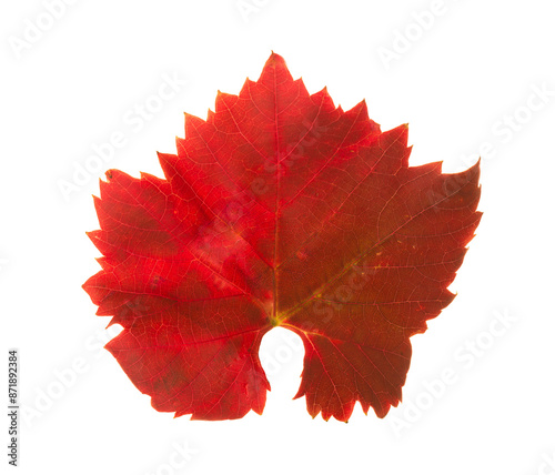 Obraz na płótnie Old autumn Grape leaf isolated on white background w salonie
