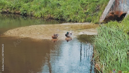 Duck and Drake Sitting on Sand Patch of Sand in Shallow Water Lake Shore During Mating Season photo