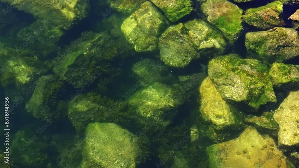 Algae-Covered Rocks in Clear Water Algae-Covered Rocks in Clear Water