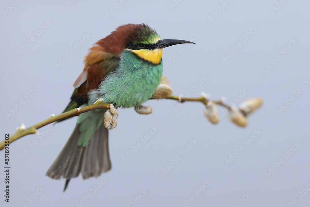 Obraz premium An European Bee-eater perched on a branch 