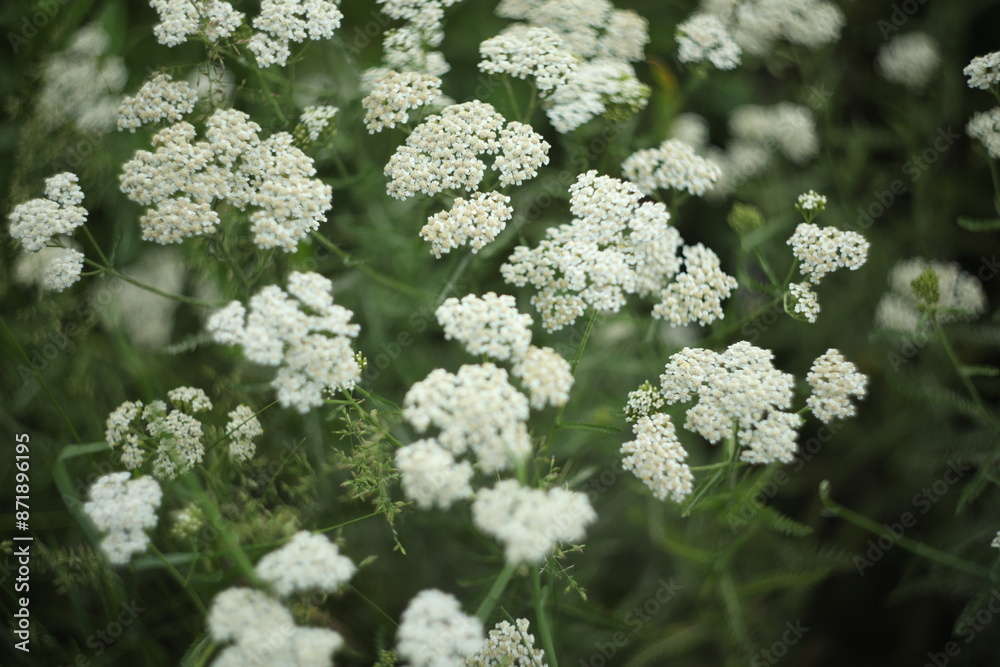 White achillea flowers on the meadow. Field of white flowers White achillea flowers on the meadow. Field of white flowers