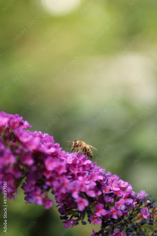 a striped bee sucks nectar from a blooming plant a striped bee sucks nectar from a blooming plant