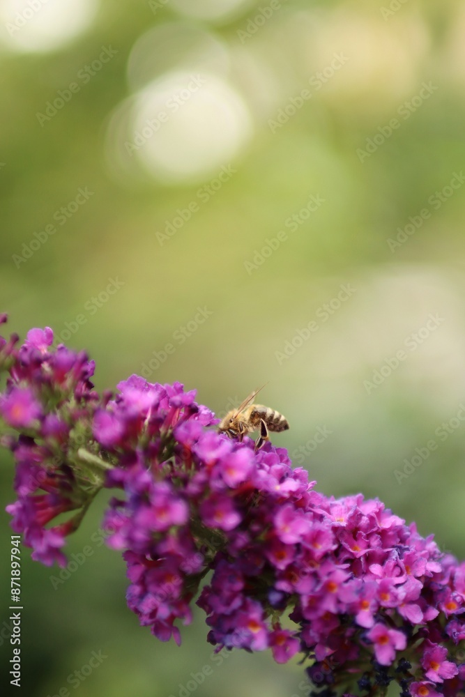 a striped bee sucks nectar from a blooming plant a striped bee sucks nectar from a blooming plant