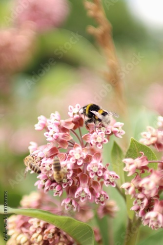 a striped bee sucks nectar from a blooming plant